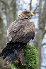 Black kite captured as it was performing a flying demonstration
