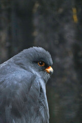 Red footed falcon close up - so fluffy