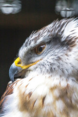 Intimidating side profile of Ferruginous Buzzard
