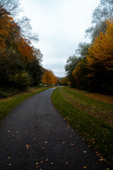 Autumn forest