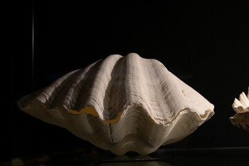 A big ancient seashell on a black background
