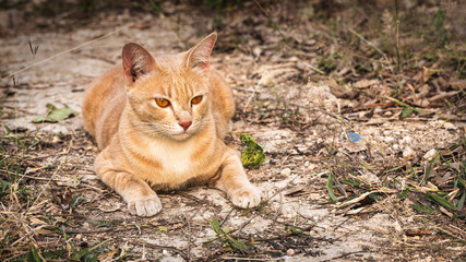 Naklejka na ściany i meble Yellow cat sitting on the ground and looking to then camera.