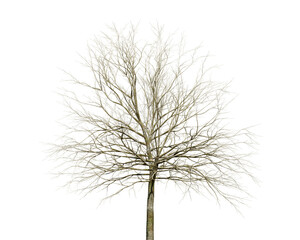 枯れた木のイラスト