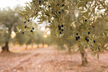rows of olive trees in an olive grove