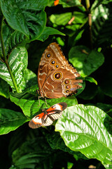 Morpho peleides tropical butterfly