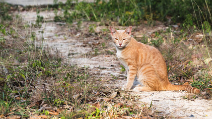 Fototapeta na wymiar Yellow cat sitting on the ground and looking to then camera.