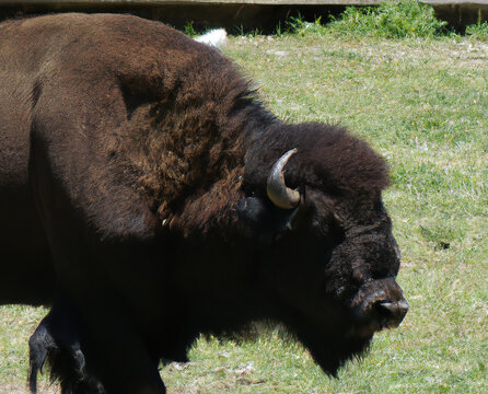 Close up of buffalo on field, created using generative ai technology