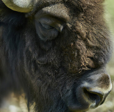 Close up of buffalo on field, created using generative ai technology