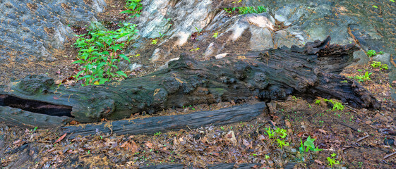 A log in Central Park, Spring
