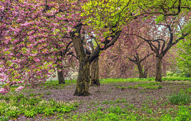 Japanese cherry tree in spring