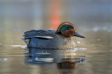 Beautiful male teal duck at a little pond called Jacobiweiher not far away from Frankfurt, Germany...