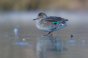 Beautiful female teal duck at a little pond called Jacobiweiher not far away from Frankfurt,...