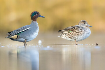 Beautiful teal duck couple standing on the iced pond called Jacobiweiher not far away from Frankfurt, Germany at a cold day in winter.