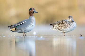 Beautiful teal duck couple standing on the iced pond called Jacobiweiher not far away from Frankfurt, Germany at a cold day in winter.