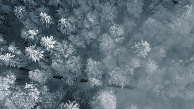 Snow covered trees in a forest with mist and beautiful light, aerial birds eye view winter footage with the camera slowly spinning and tilting 