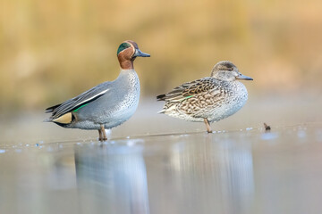 Beautiful teal duck couple standing on the iced pond called Jacobiweiher not far away from...