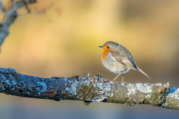 A robin songbird looking for food in winter, sitting on a branch of a tree in the city forest of Frankfurt in Hesse, Germany.