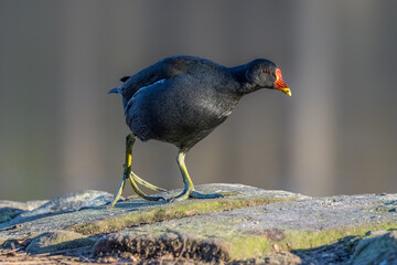 A moorhen at a pond in Hesse, Germany at a cold day in winter.