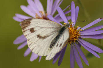 Piéride sp. (Pieridae sp.)