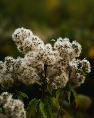 autumn leaves