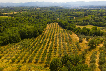 Fototapeta na wymiar Drone photography of olive tree farm