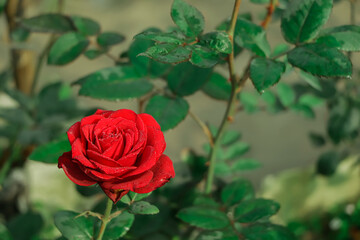 Classic red rose in full bloom