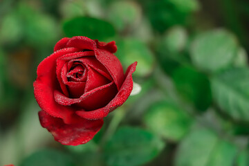 Red rose on green branch