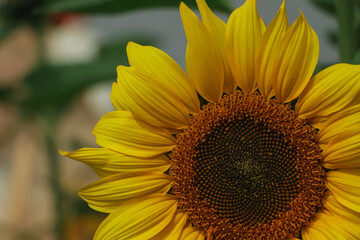 Obraz premium sunflower closeup in the garden