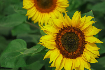 Fototapeta premium sunflower closeup in garden