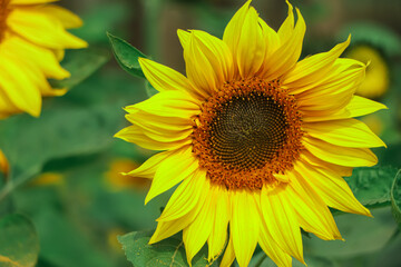 sunflower closeup in garden