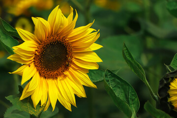 sunflower closeup in garden