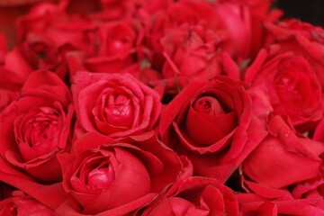 Red natural roses background
