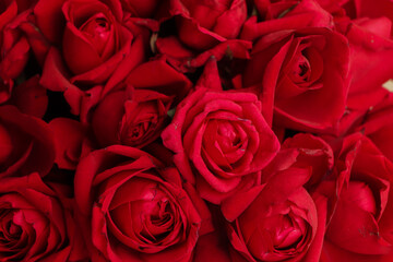 Natural red rose closeup background in flower shop , Bangladesh