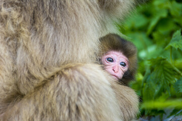 Japanese snow monkey with young baby.