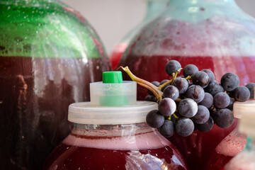 Grapes. Grape wine fermentation in glass jars. Making homemade wine.