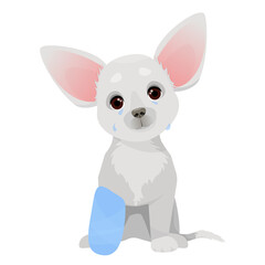 Small gray dog sitting with bandaged paw