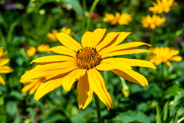 Fine wild growing flower aster false sunflower on background meadow