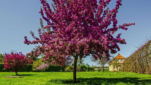 Time lapse of malus floribunda tree in Blooming season.