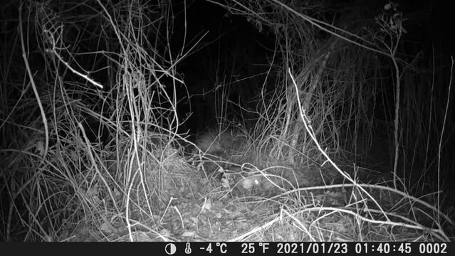 A stone marten walking around in the wood - an infrared video trail camera catches a curious stone marten during the night