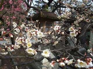京都　北野天満宮で撮った白梅と灯籠