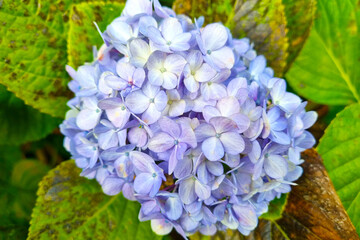 Close-up of a flowering large-leaved hydrangea in the park.