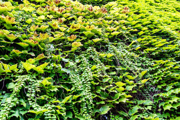 Photo on theme autumn abstract background of maple leaves falling on surface