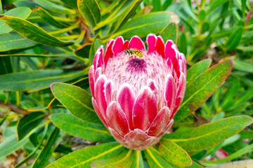 Close-up of a blooming Protea artichoke in the park.