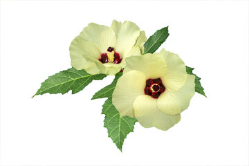 Okra leaves and flowers isolated on white background
