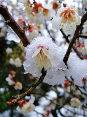 雪を被った白梅の花