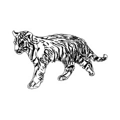 Black and white sketch of a tiger with transparent background