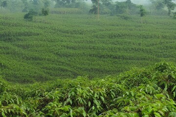 Rubber tree farming and plantation - generative ai