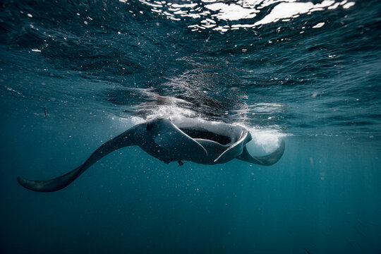 Manta ray swimming close to the ocean surface