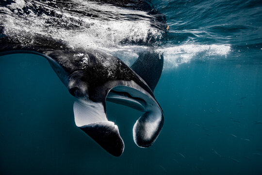 Manta ray swimming close to the ocean surface