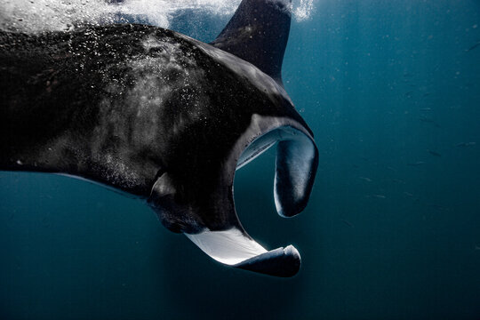Manta ray swimming close to the ocean surface